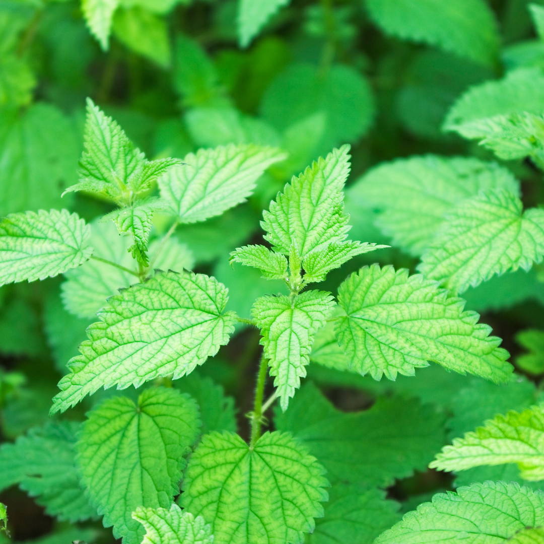 Quelles plantes fumer à la place du tabac ? La Chanvré CBDParis — free download